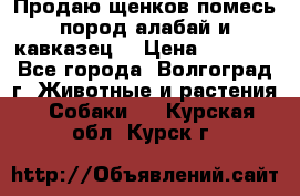 Продаю щенков помесь пород алабай и кавказец. › Цена ­ 1 500 - Все города, Волгоград г. Животные и растения » Собаки   . Курская обл.,Курск г.